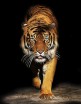 Декобокс  Тигр 39*50,5 см (с поталью) - Арт-Декор. Продажа художественных изделий оптом и розницу